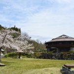 弥治郎こけし村の桜が見頃です