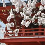 常林寺の桜は見頃です